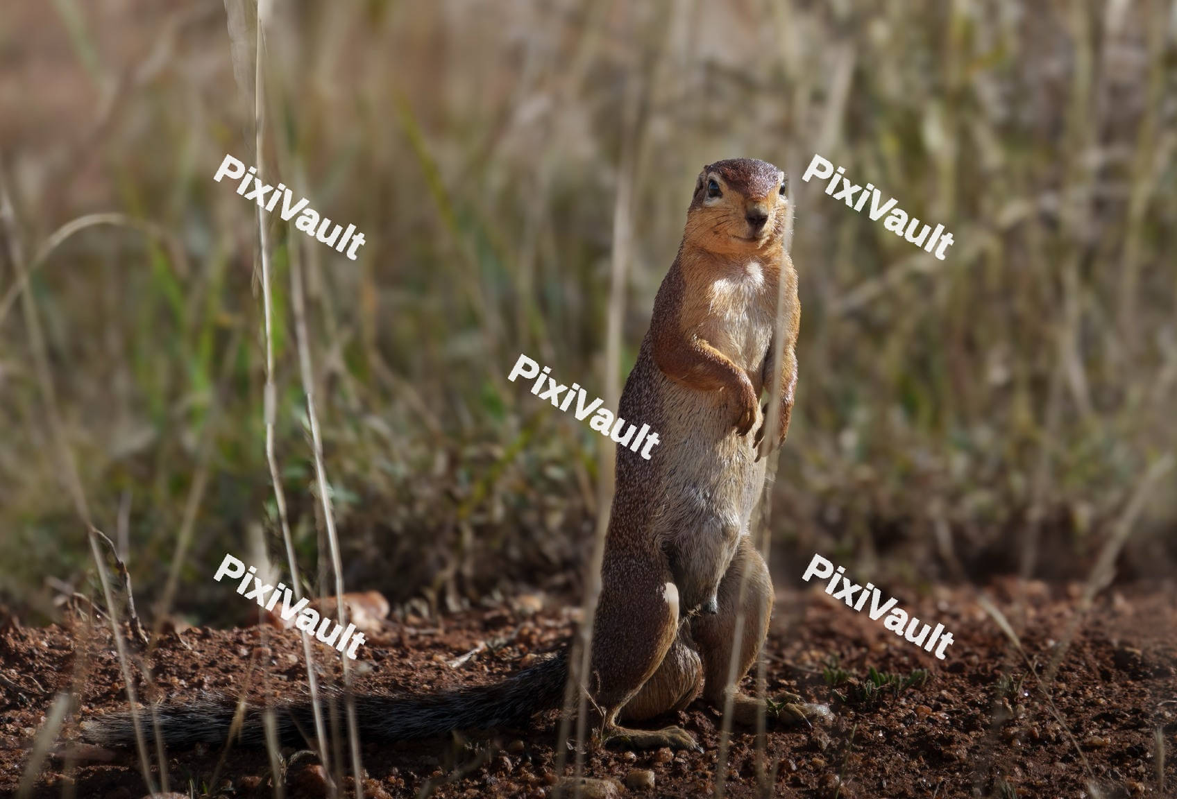 Unstriped ground squirrel
